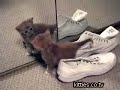 FUNNIEST KITTIES Kitten Mirror and Shoes Kopy Kitten