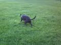 DOG SPORTS ( OSCA THE FOOTBALL HERO ).