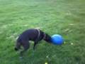 DOG SPORTS ( OSCA THE FOOTBALL HERO ).