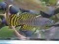 Nothobranchius korthausae killifish afrika