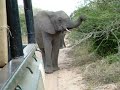 Elephant Safari Adventure