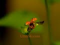 Ladybug flight in slow motion