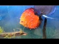 Pisces Pet Emporium Discus fry Dec 10th 2012