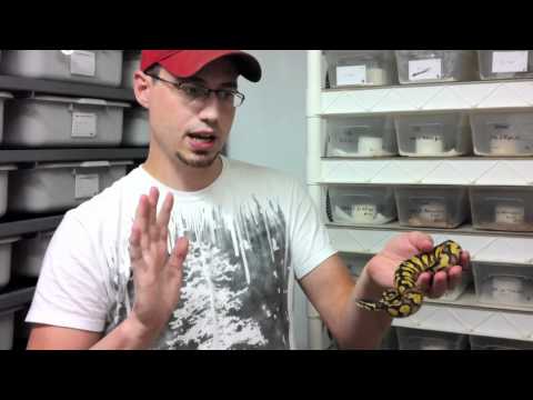 YouTube reptile video