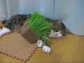 猫草とねこ。