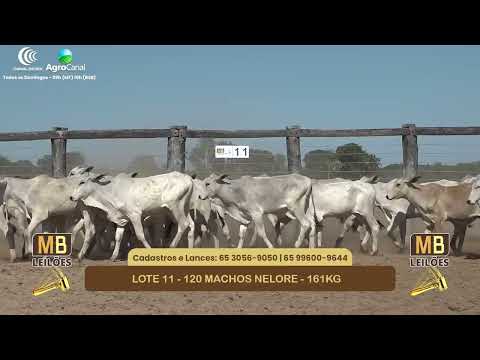 554� LEIL�O VIRTUAL MB LEIL�ES