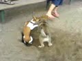 Eddiie Tornado, um Jack Russel atormentado