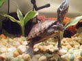 Common Musk Turtle Care Video