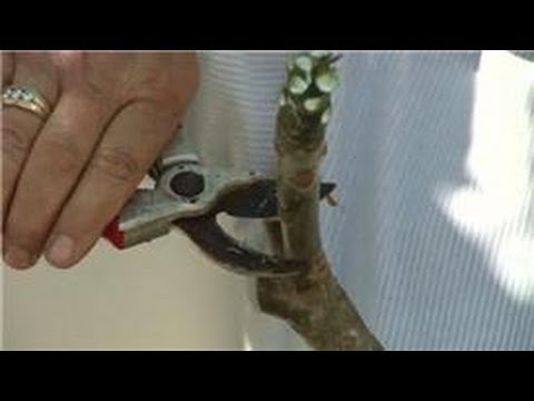 how to plant plumeria cutting