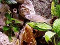 Aulonocranus dewindti