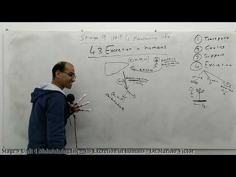 Stage 9 Unit 4 Maintaining life - 4.3 Excretion in humans - Dr.Marino - Biology IGCSE
