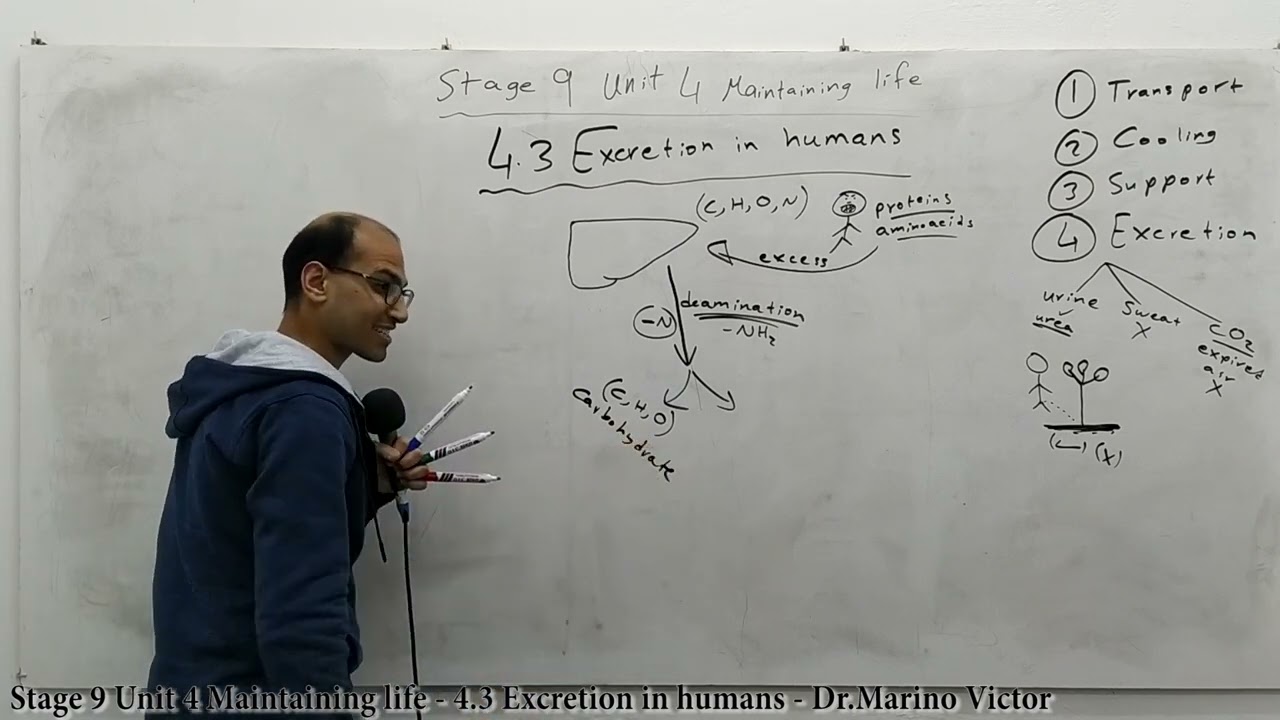 Stage 9 Unit 4 Maintaining life - 4.3 Excretion in humans - Dr.Marino - Biology IGCSE