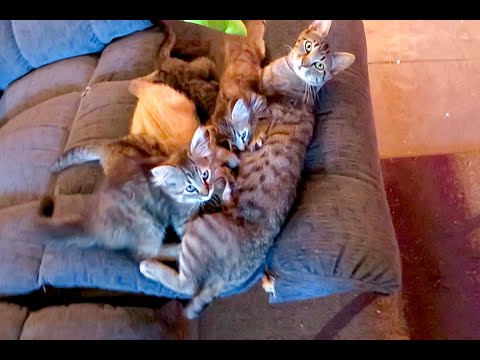 A FAMILY OF KITTENS