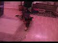 Hundekampf