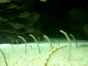 Eels!!