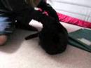 Onnie the cat fights another battle for supremecy over the evil forces of the Glove!