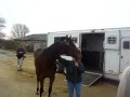 Horses-in-Plymouth-C