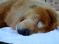 K-Pup... Sleeping