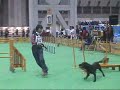 Dog Agility (Mar/31/07 JKC CUP Agility Large Vol.5)