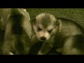 Alaskan Malamute Puppies - 20 days old
