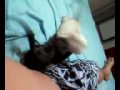 felinos fred x meg 2