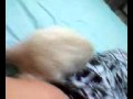 felinos fred x meg 2