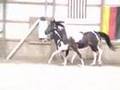 videos de Sirus 2008 pinto Oldenburg colt by Sempatico