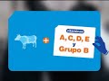 Plena | Vaca en el cole