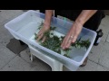 Powdery mildew is one of the biggest problems growers face each season. Prevention is the best course of action but many times it is simply unavoidable! Luckily there are a few tricks out there, one of them is giving your buds an H2O2 bath! For detailed info on Powdery Mildew, plus everything else related to cannabis cultivation, check out my books: amzn.to My new DVD will be out very soon!! Jorge Cervantes' Cannabis Expeditions: The Green Giants of California based on gardens from this video www.youtube.com ---------------------------------------------- Download The Grower's Bible now available as an eBook: amzn.to Marijuana Grow Basics eBook: amzn.to Facebook: www.facebook.com Twitter: twitter.com