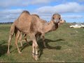 ラクダ動画