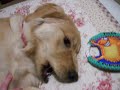 Molly chewing on her favorite bone