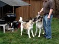 Akita Tug-o-War