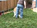 Akita Tug-o-War