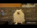 2012年02月29日 歌咪的戶外生活 大遠百鼎泰豐 1
