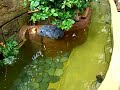 Fish Pond  Water Gardening ??  ????