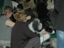 Bearded Collie Enni BIS Jeudh CACIB Antwerpen