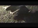 Backyard UFC 2 Backyard UFC 2