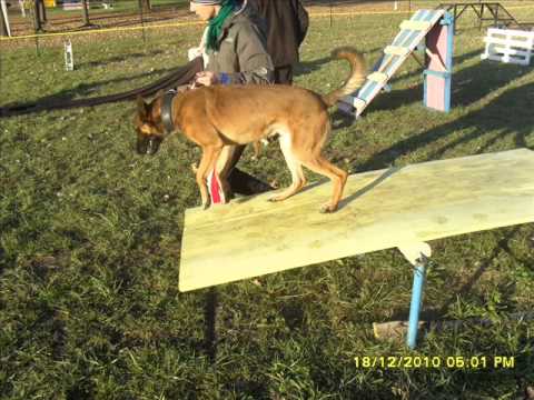 chien de sécurité