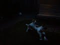 Kooikerhondjes Bonny en Twister spelen 2 Kooikerhondjes Bonny en Twister spelen 2