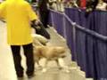 American Bullies\ dog show