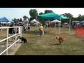 videos de Canine Pool Day