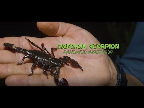 YouTube reptile video