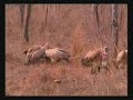19Sept08 WildEarth WELearn #1 Vultures