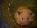Teddy my new Teddybear Hamster
