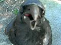 thirsty raven thirsty raven