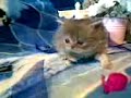 Cute persian kitten 4 weeks old