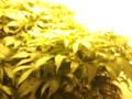 Greatwhite getting tested for strain kingkush in 8pot wilma system fed with vitalink a&b base nutes & Advanced Nutes additives apolagise for sound thanks for watching update in 2wks PEACE growers Unite!!!!!!!!!!!!