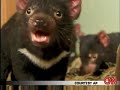 Tasmanian devil endangered Tasmanian devil endangered