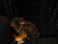 Tabby Teacup Kitten 4 adoption www.tcup-persians.com