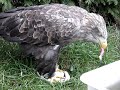 White tailed eagle, Haliaeetus albicilla